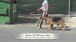 15 Year Old German Shepherd BeforeAfter Heel Lesson Best Dog Trainers Northern Virginia DC MD [upl. by Doss]