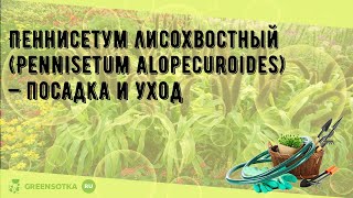 Пеннисетум лисохвостный Pennisetum alopecuroides — посадка и уход [upl. by Anotyal]