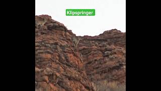 Klipspringer Antelope Features youtubeshorts youtube ytshorts [upl. by Zacek]