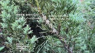 섬향나무 Juniperus procumbens 야생화를 찾아서187 in search of wildflowers 한밭수목원 Hanbat Arboretum [upl. by Nikral]