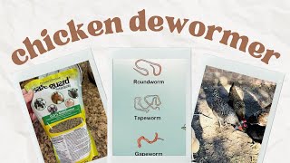 Deworming Chickens with Fenbendazole Safe Guard brand [upl. by Folsom]