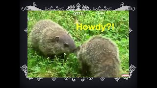 Siblings of baby woodchucks are all together and eating their favorite grass on the hill [upl. by Carlota677]