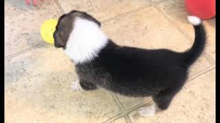 When Training my 3 weeks old Border Collie to play with Ball  Puppy Playtime [upl. by Ettevy]