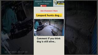 Dog attacked by Leopard 😦 shortsfeed shorts [upl. by Retrop530]