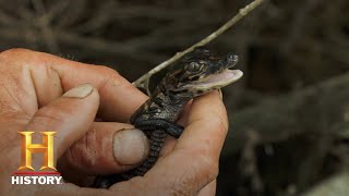 Swamp People Willie Tests a Mama Gator Season 10  Bonus  History [upl. by Akram543]