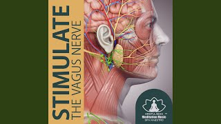 Meditations for the Vagus Nerve [upl. by Atilrep803]