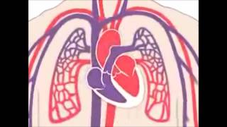 Circulação Pulmonar e Sistêmica [upl. by Hamilton833]