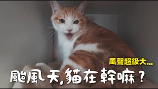 【黃阿瑪的後宮生活】颱風天貓在幹嘛？風聲超大還漏水 [upl. by Notsniw]