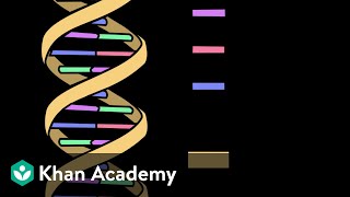 Nucleic Acids  Biomolecules  Biology  Khan Academy [upl. by Euqinoj874]