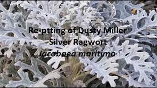 Repotting of Dusty miller Shiny Plant Jacobaea maritima [upl. by Ahern227]