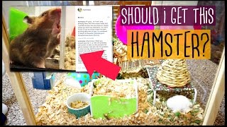 SHOULD I GET THIS HAMSTER 🐹  Petco [upl. by Oreste752]