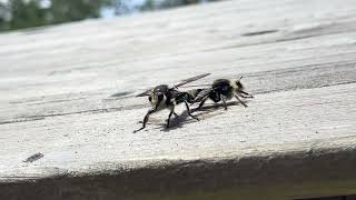 Laphria gibbosa is a species of fly belonging to the family Asilidae [upl. by Domonic]