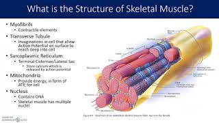 Muscle and Sarcomere Structure [upl. by Mali]