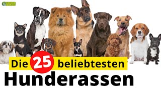 Top 25  Die beliebtesten Hunderassen [upl. by Lanam]