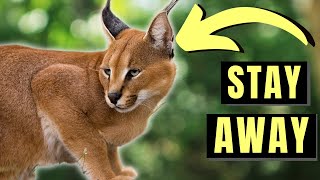 7 Reasons Caracal Cats Are Too Much For Most People [upl. by Nuahsyar209]