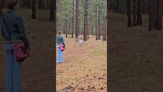 Buteo Regalis Ferruginous Through the Trees [upl. by Socem]