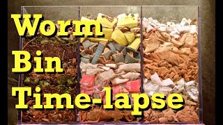 3chamber Carbononly WORM BIN 100Day TIMELAPSE  FAST  vermicomposting [upl. by Atillertse]