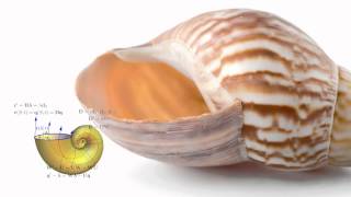 The Mathematics of Sea Shells [upl. by Ynnam]