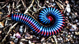 5 Most Beautiful Millipedes In The World [upl. by Abagail]