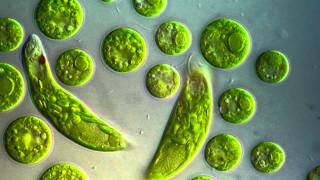 Chlamydomonas amp Euglena viridis [upl. by Alisa]