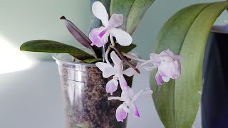 原生蝴蝶兰 Phalaenopsis lindenii [upl. by Bathsheb]