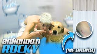 TERRIBLE BAÑO HUMILDE A ROCKY 🛀🐶💦  me rasguña el brazo [upl. by Jamaal]