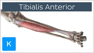 Anterior Cerebral Artery  Anatomy Tutorial [upl. by Ottie]