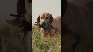 Louisiana early teal season [upl. by Nawrocki]