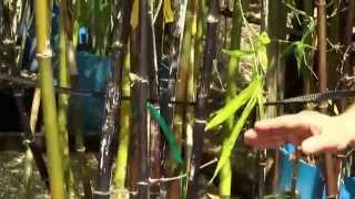 Bambusa Lako or Black Bamboo from Bamboo Plants Online [upl. by Arivle]