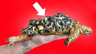 Bubbles the SoftShelled Tortoise From Neglect to Rescue [upl. by Nannaihr]