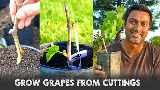 Easiest Way to Grow Grape Vines from Cuttings [upl. by Alpers381]