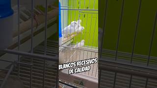 BLANCOS RECESIVOS DE CALIDAD ave ornitologia bird canaricultura canario aviario canary white [upl. by Teevens]