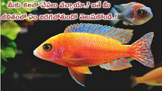 కలలో చేపలు కనిపిస్తే  kalalo chepalu vaste  fish dream meaning in telugu  fish kalalo vaste [upl. by Rodriguez]