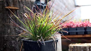 Fountain Grass Pennisetum alopecuroides [upl. by Dasi721]