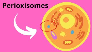 Peroxisomes Structure and Function [upl. by Theurer]