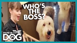 Establishing Whos Boss  Dog Training  Its Me or the Dog [upl. by Naleek394]