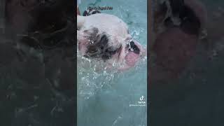 French Bulldog puppy learned to swim frenchbulldogpuppy frenchbulldogsforsale puppy [upl. by Vallo132]