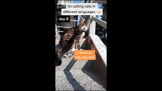 MY STARDENBURDENHARDENBART COMPILATION Cat Calling in different languages German always works [upl. by Nickey]