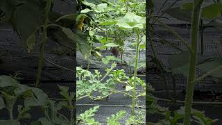 Eastern Cottontails In The Garden With Nature Sounds From North Alabama nature gardensounds [upl. by Etnovad941]