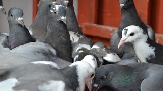 How to train Pigeons around yourself familiarise  Racing pigeons Tippler Pigeons  Fancy Pigeons [upl. by Livvy443]