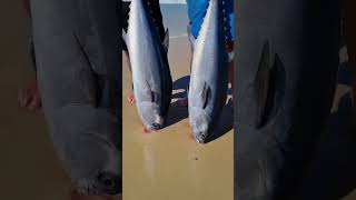 beach fishing longtail tuna [upl. by Liuka]