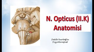 Nervus Opticus  Neuroanatomy  Nöroanatomi Konu Anlatımı  16 [upl. by Reba915]