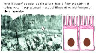 Fasce aderenti o zonula adherens [upl. by Brynne]