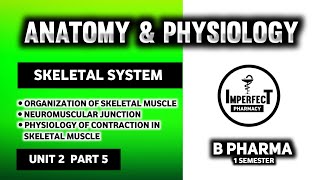 Physiology Of Muscle Contraction  Neuromuscular Junction  Human Anatomy And Physiology  HAP [upl. by Aicilehp877]