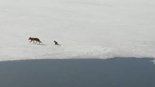 The Foxes of Schmidt Lake Plymouth Minnesota [upl. by Melnick32]