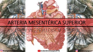 ARTERIA MESENTÉRICA SUPERIOR  Orígen ramos colaterales terminales arcos arteriales yeyunoileales [upl. by Suirauqed753]