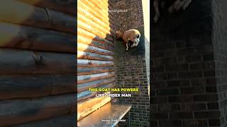 This Goat Defies Gravity and Climbs A Dam [upl. by Okkin]