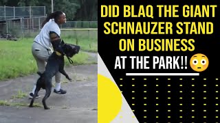 Blaq The Giant Schnauzer Stood On Business At The Park Protection Training [upl. by Klemm]