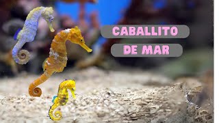 Caballito de Mar animals curiosidadesanimales sabiasque animalesmaravillosos [upl. by Ahtebbat]