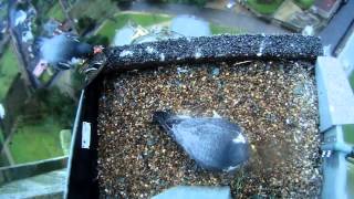 Hawk and Owl Trust Urban Peregrines Project Norwich Cathedral [upl. by Eisele]